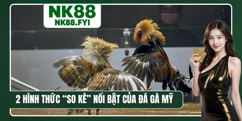 2 hình thức “so kè” nổi bật của đá gà Mỹ