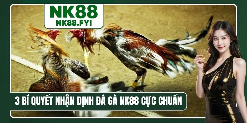 3 bí quyết nhận định đá gà NK88 cực chuẩn