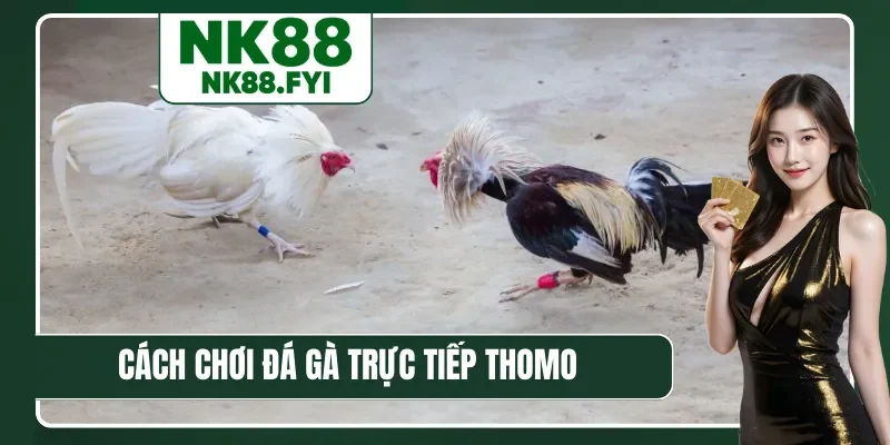 Cách chơi đá gà trực tiếp Thomo chuẩn chỉnh