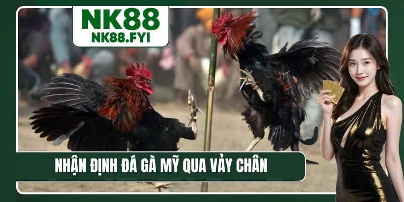 Nhận định đá gà Mỹ qua vảy chân