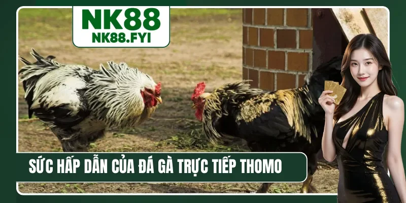 Sức hấp dẫn vượt bậc của đá gà trực tiếp Thomo